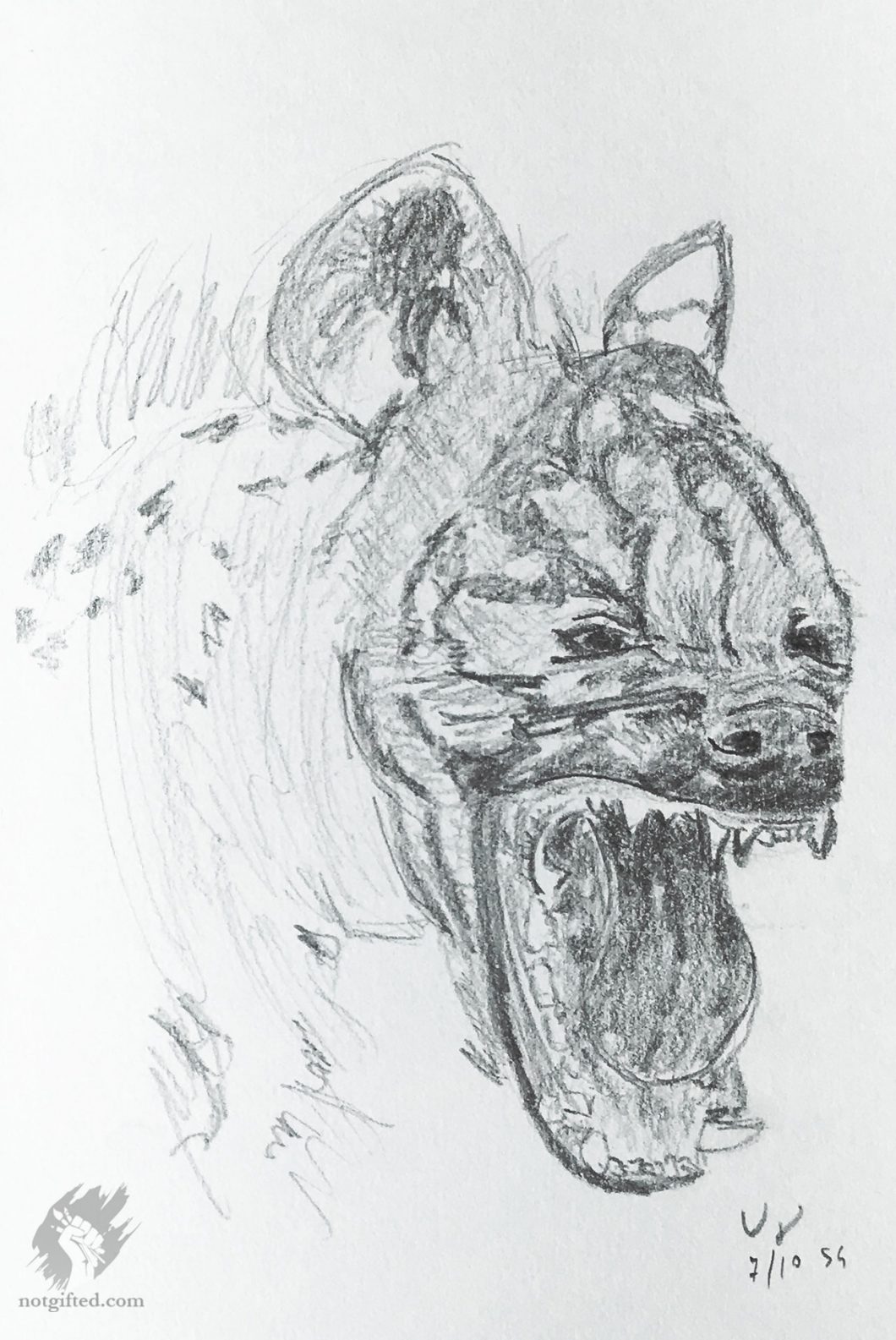Hyena sketch