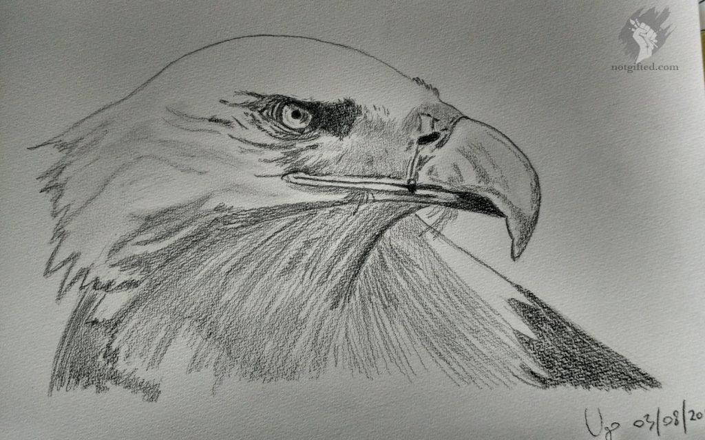 Eagle drawing