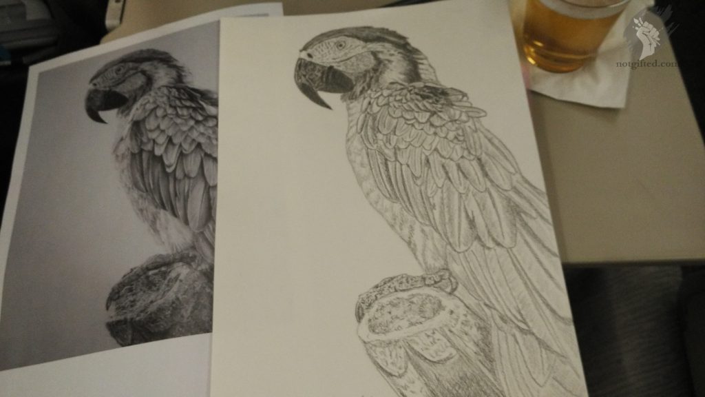 Parrot drawing