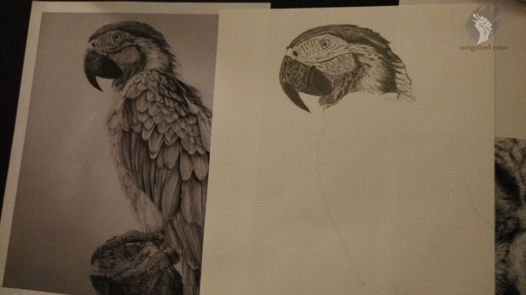 Parrot drawing in progress