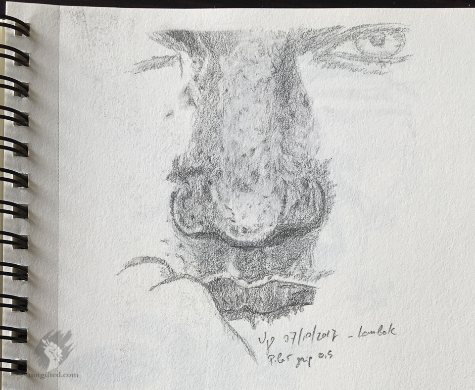 nose study drawing - 3