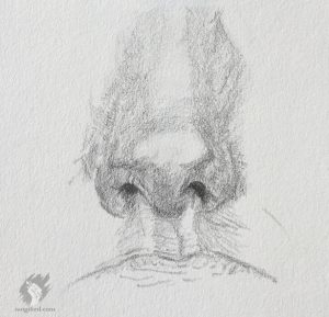 nose study drawing - 5