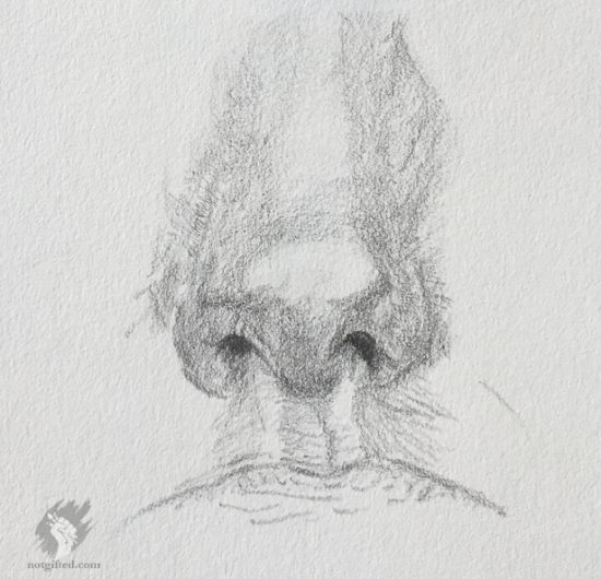 nose study drawing - 5